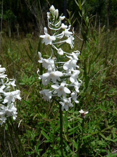 {Platanthera nivea}